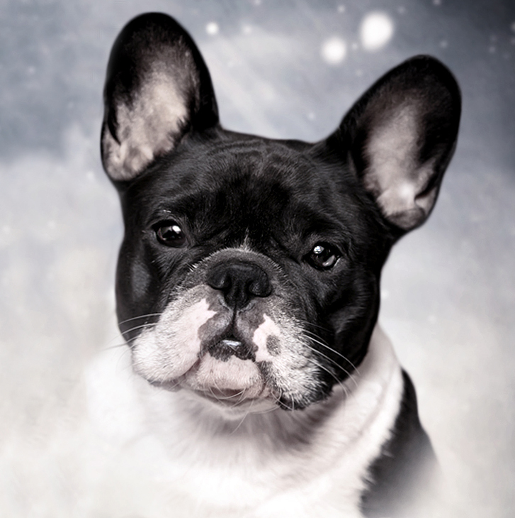 французский бульдог щенки в москве, щенки французского бульдога купить в питомнике,