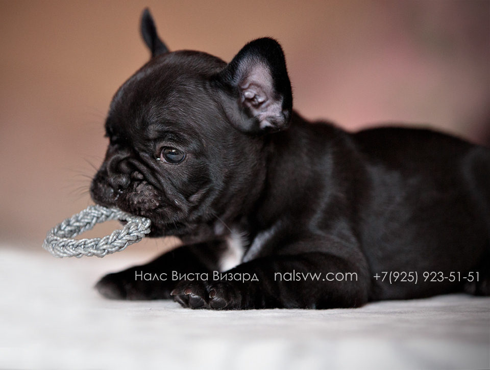 питомник французских бульдогов москва, купить щенка французского бульдога в москве, французские бульдоги,