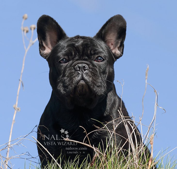 французские бульдоги купить французский бульдог,