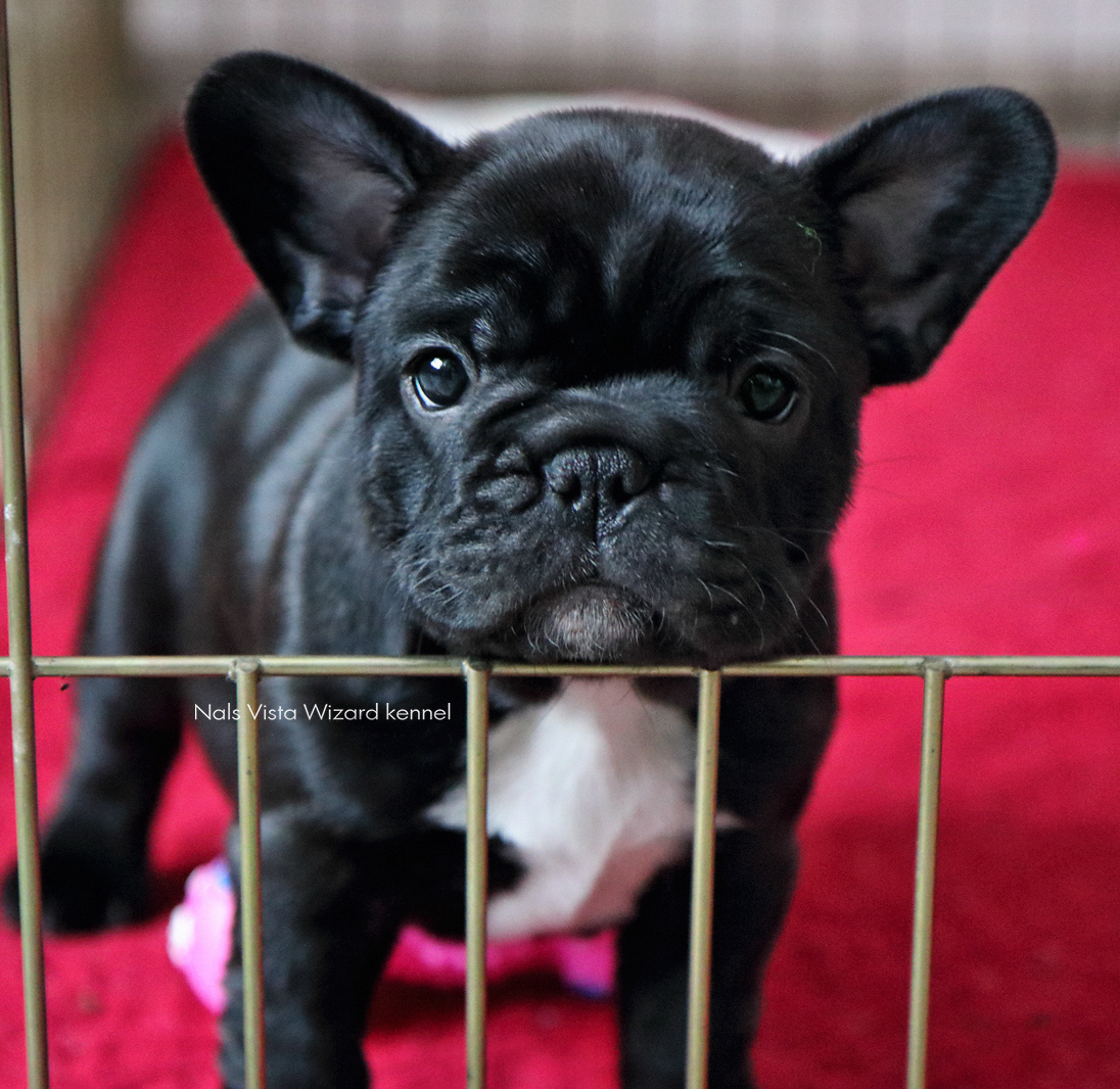 питомник французов москва, купить щенка французского бульдога,