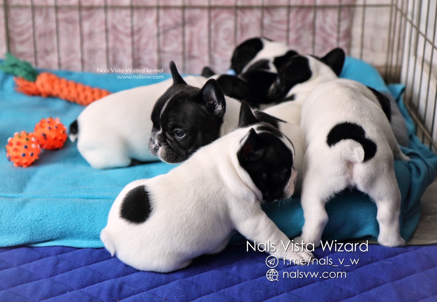 налс виста визард питомник, питомник французских бульдогов в москве,