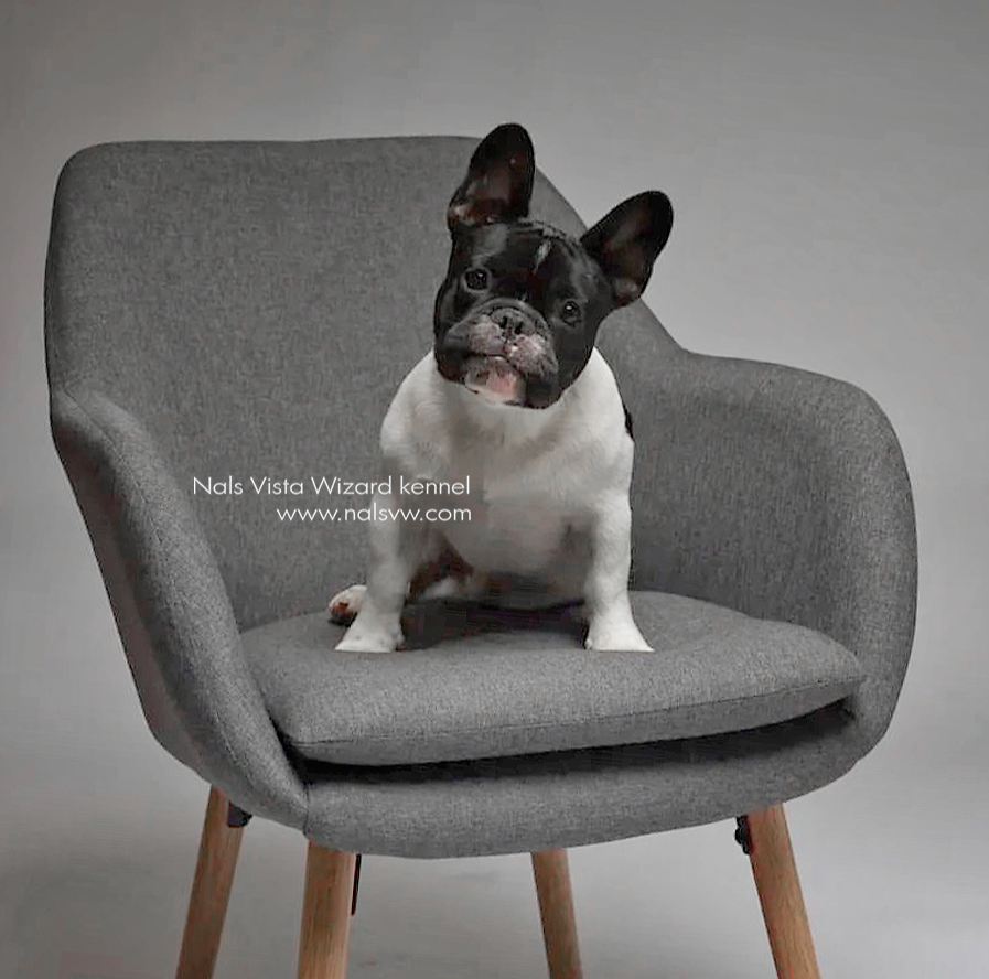 французские бульдоги щенки купить, французские бульдоги купить щенка,