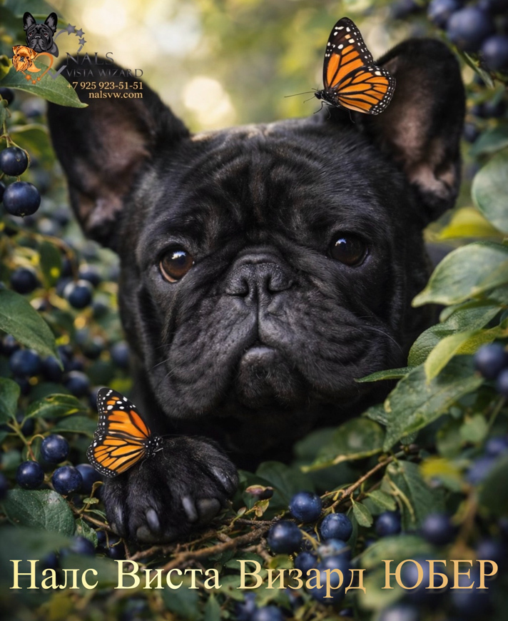 Налс Виста Визард Юбер французские бульдоги,