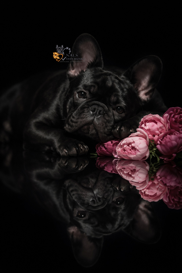 французские бульдоги щенки купить, французские бульдоги купить щенка,